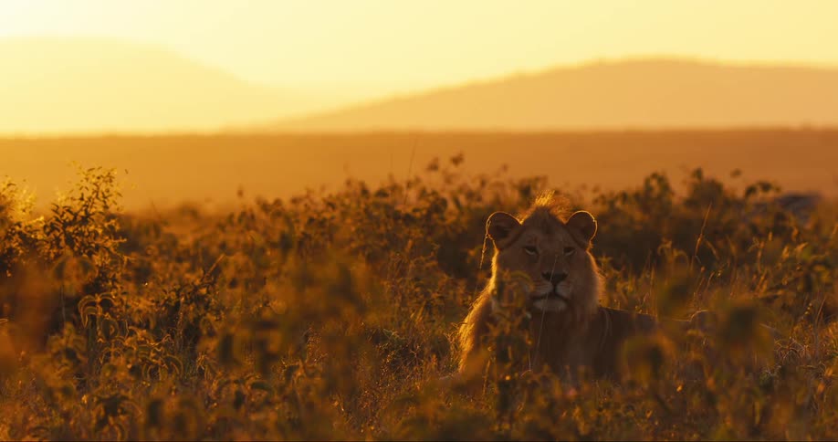 A clip of a lion in the jungle
