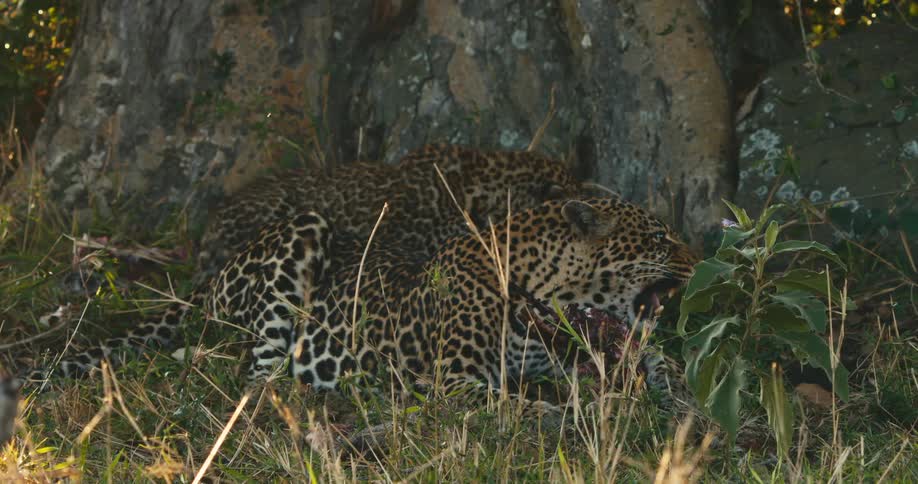 Leopard in coitus in the jungle