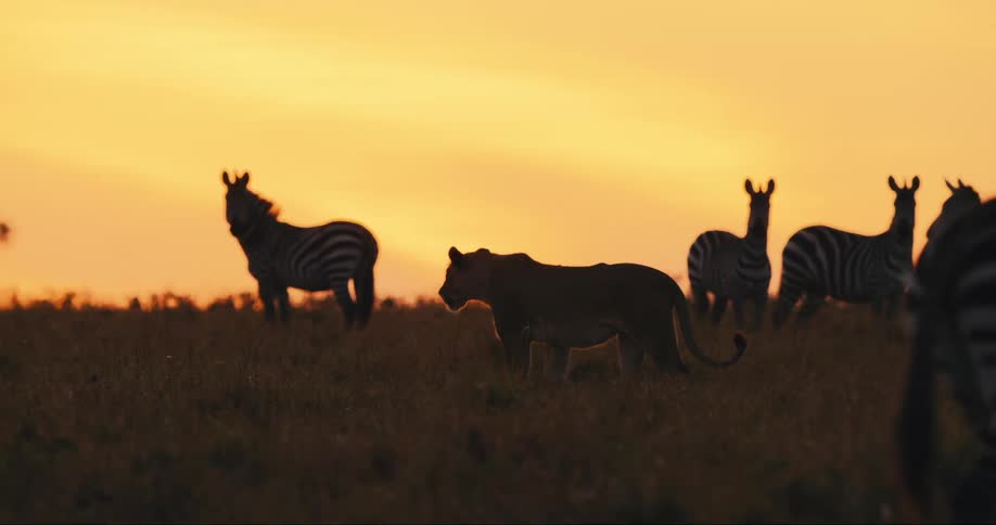 A lion walks past a group of zebra