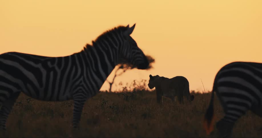 Two zebras walking and a lion passing by in the background