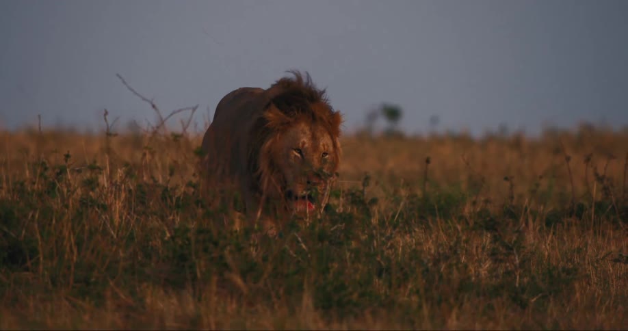 A footage of a lion walking in the jungle