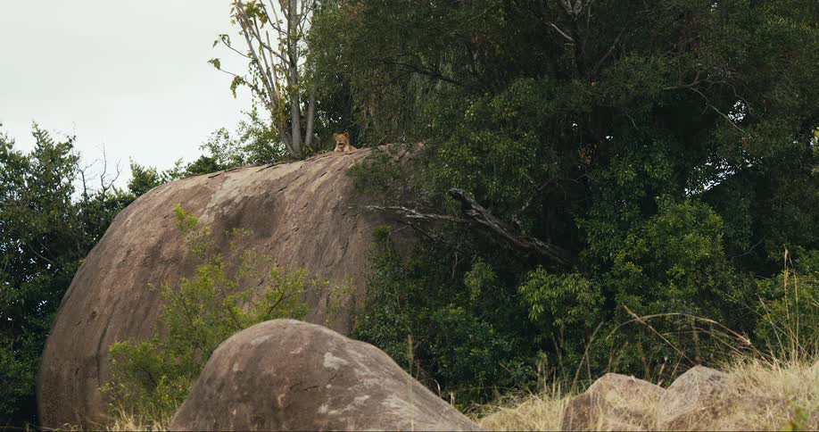 Lion on top of a rock in the jungle