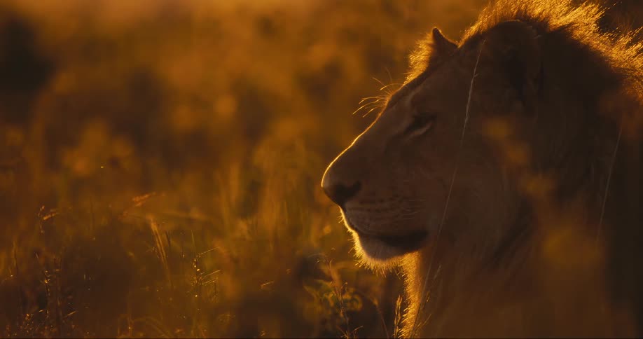 The face of a lion that is lying on the beige grass and his is being illuminated by natural light and then he looks to his left side