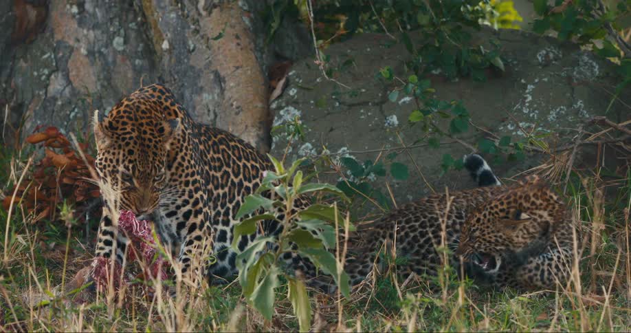Adult leopard roaring with a cub beside it