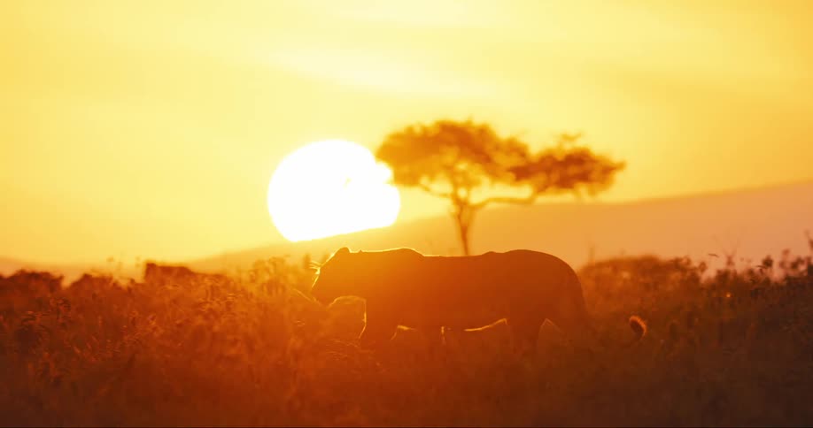Lioness walking through the jungle with the golden sunset on the horizon