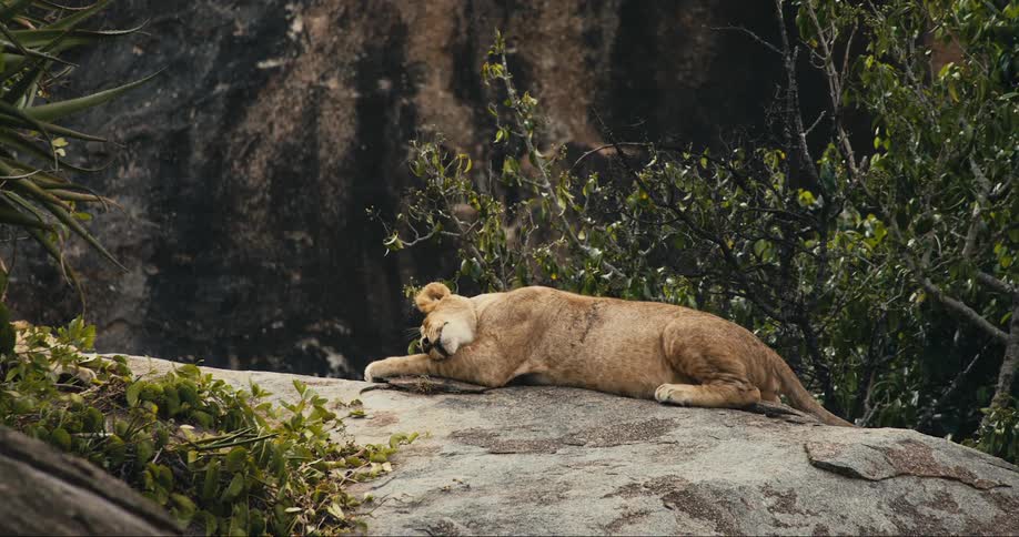 A clip of a lion laying on a rock