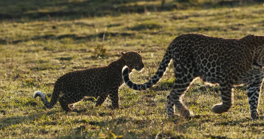 Leopard cub following its mother through the grass in the jungle