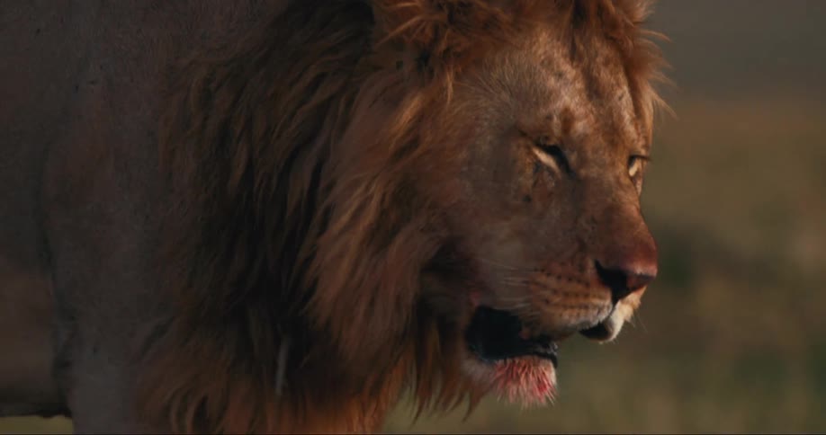 A majestic lions face with a hint of blood on its muzzle suggesting a recent hunt