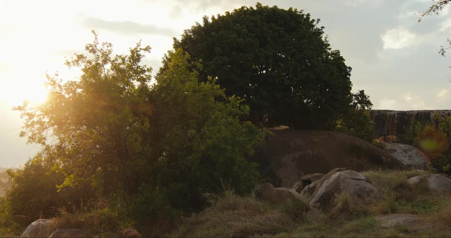 A clip of a rocky area in the jungle