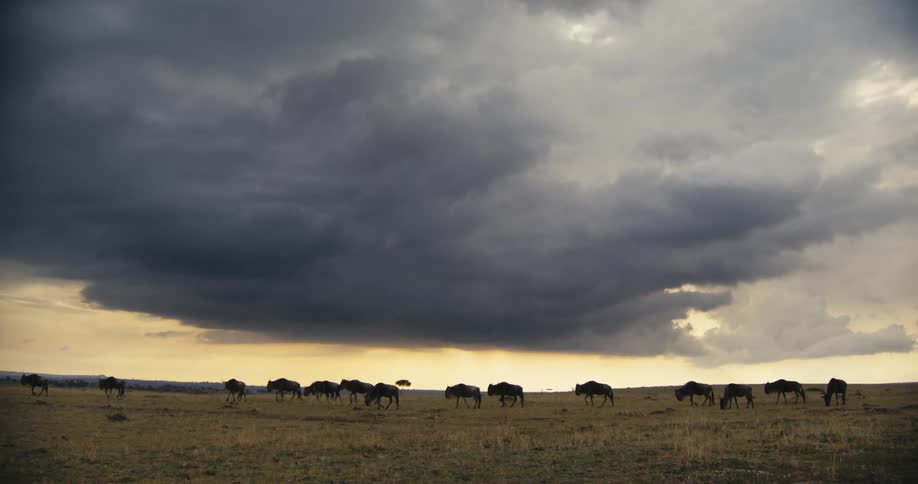 Wildebeest walking through the jungle on a foggy day