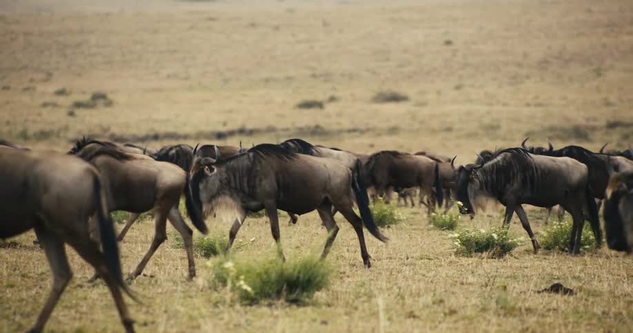 Group of wildebeest on an open plain