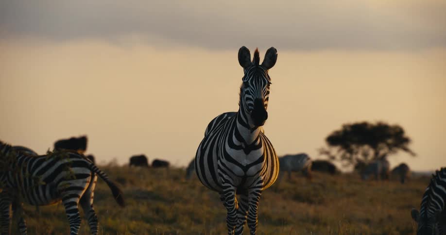 Zebras in a grassland eating grass