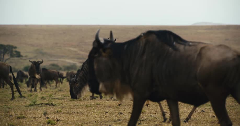 A herd of wildebeest grazing in a vast savanna with a topi antelope standing out amongst them