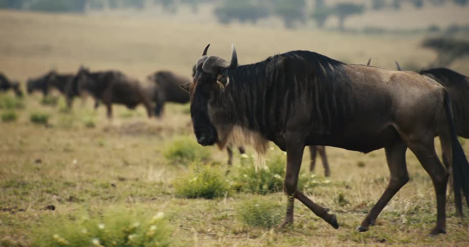 Several wildebeests walking in a grassy area and some of them are scratching themselves