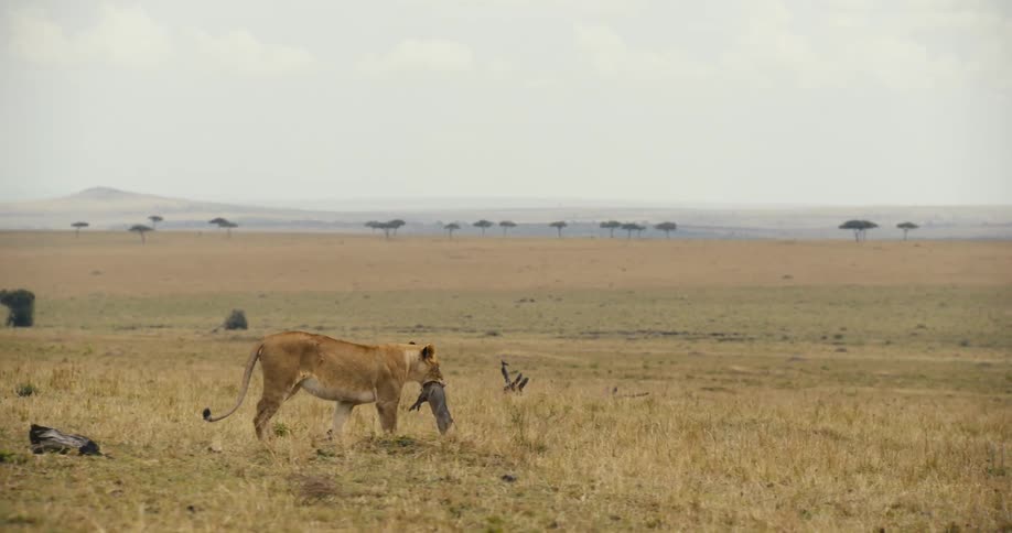 A lion carries a dead animal in its mouth