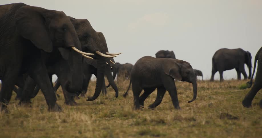 Baby elephant walking among adults in the jungle