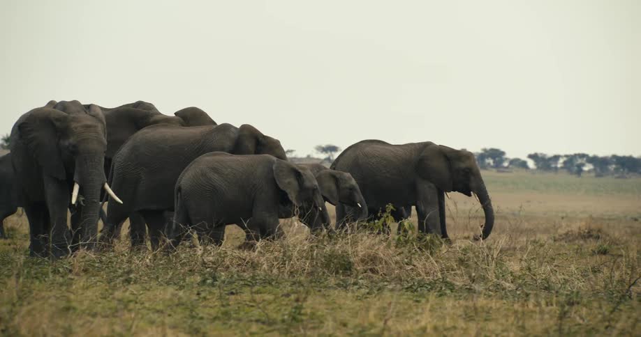 Group of elephants including adults and calves walking through a field in the jungle