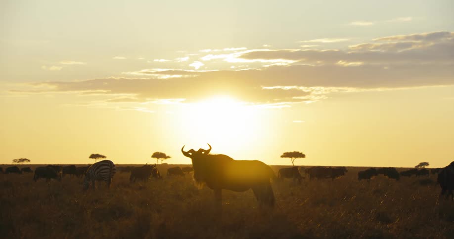 A clip of wildebeest and zebra grazing