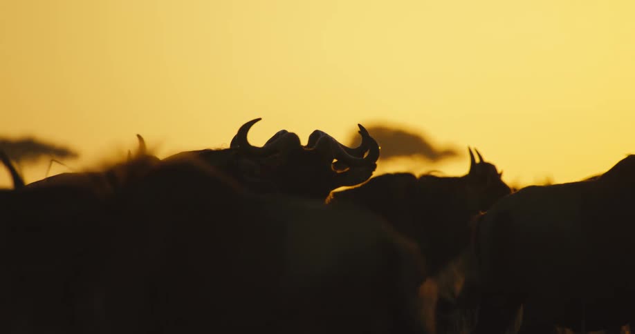 A group of wildebeest stand together at sunrise