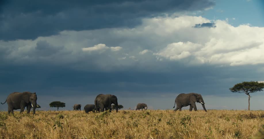 African elephants walking through the jungle