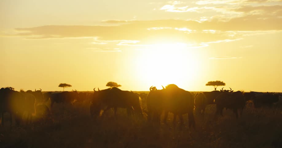 Group of wild animals grazing in the jungle with golden sun on the horizon