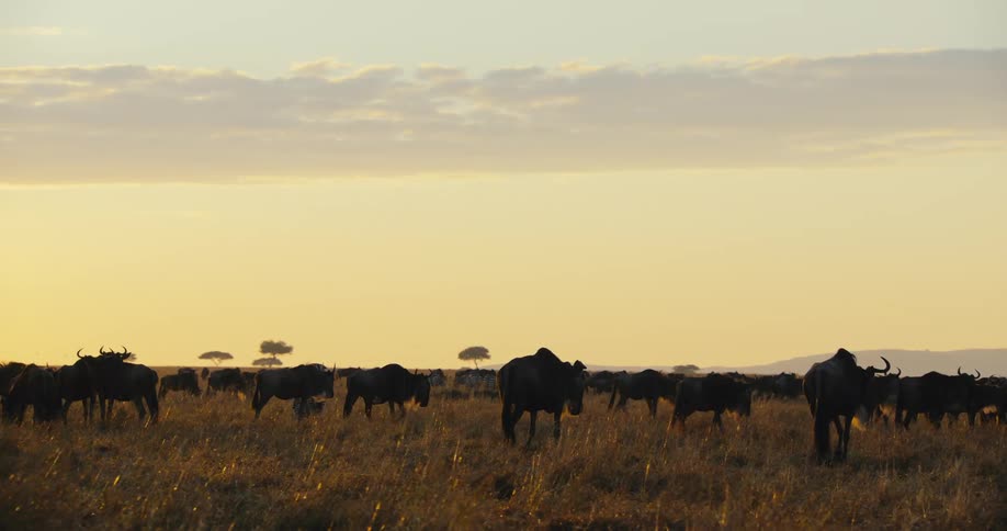 A herd of wildebeest walk across the field