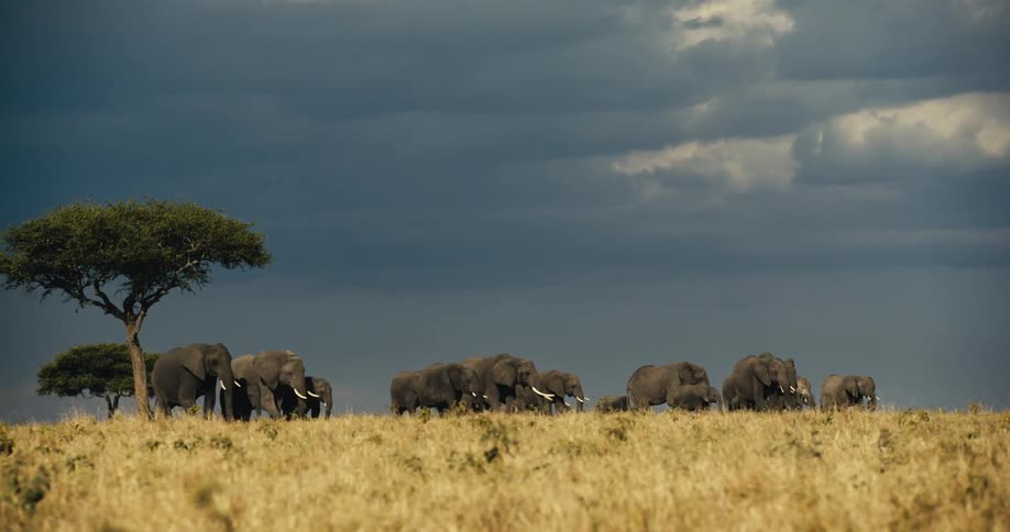 Large group of adult elephants and calves walking through the jungle on a cloudy day