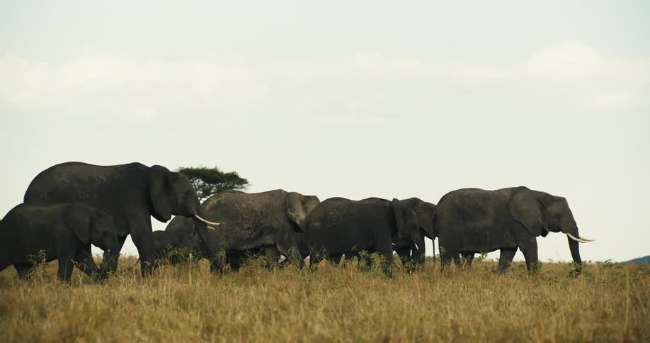 Group of african elephants walking through the jungle
