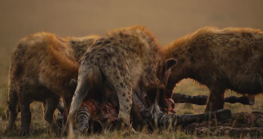 Hyenas eating the carcass of a dead zebra