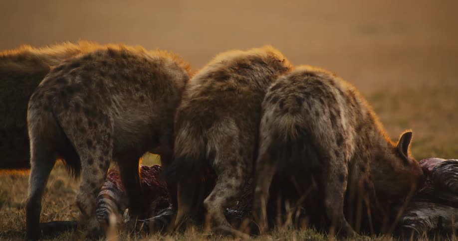 A group of hyenas feasting on a carcass in the golden light of the savanna