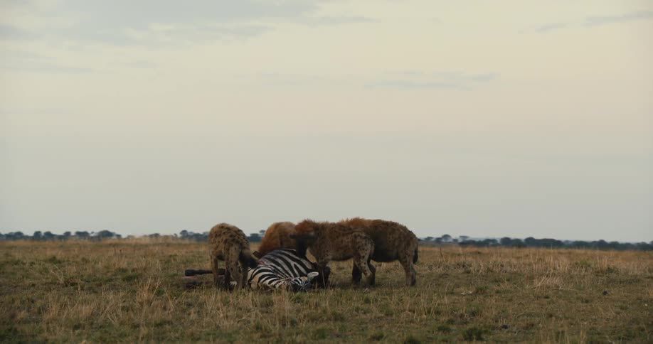 Hyenas eating the carcass of a zebra and a seagull next to it