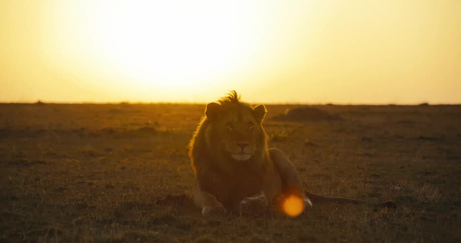Lion lying down in the jungle with a golden sun in the background