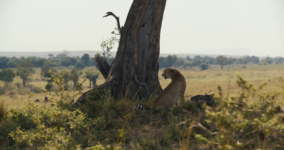 A cheetah resting in the shade of a tree in the african savanna
