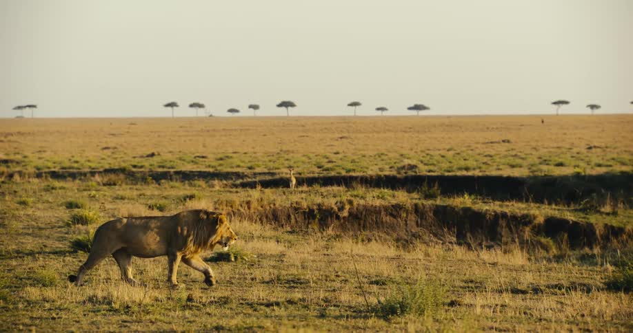 A male lion walking across a vast golden savanna under a clear sky with a distant line of acacia trees marking the horizon