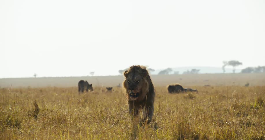 A lion walks through a grassland on a partly sunny day