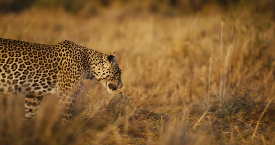 A majestic leopard stalks through the tall grass its spotted coat blending seamlessly with the golden hues of the savanna