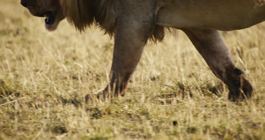 The paws of a lion walking on the beige grass of a savanna and he has his mouth open and his face is dirty