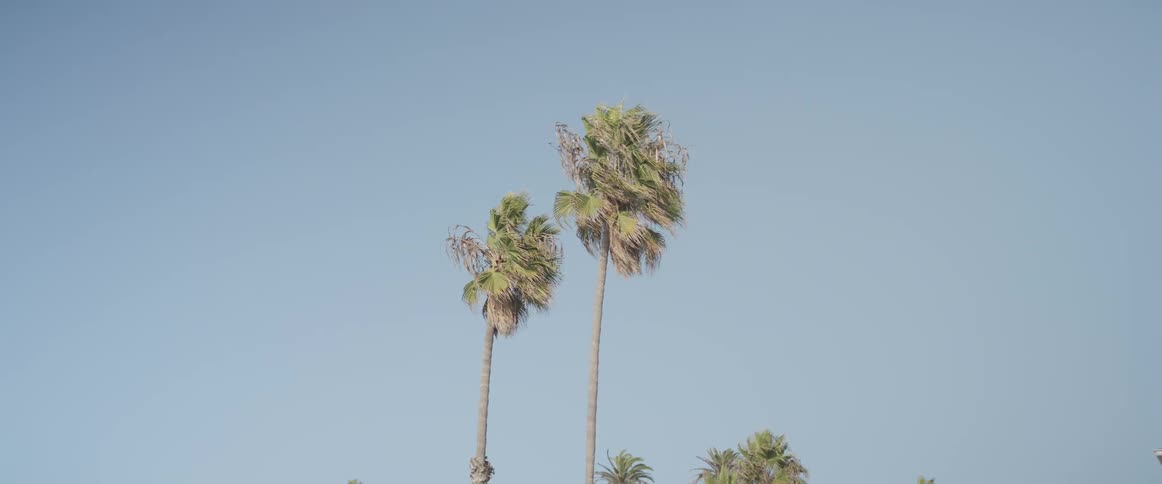 Upward view of two palm trees against a blue sky