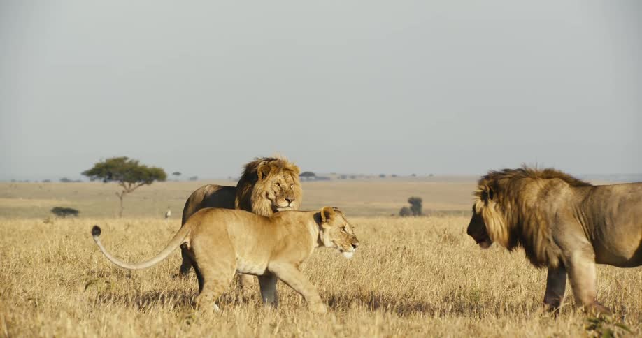 A female lion walks around a grassland with two male lions and a coyote