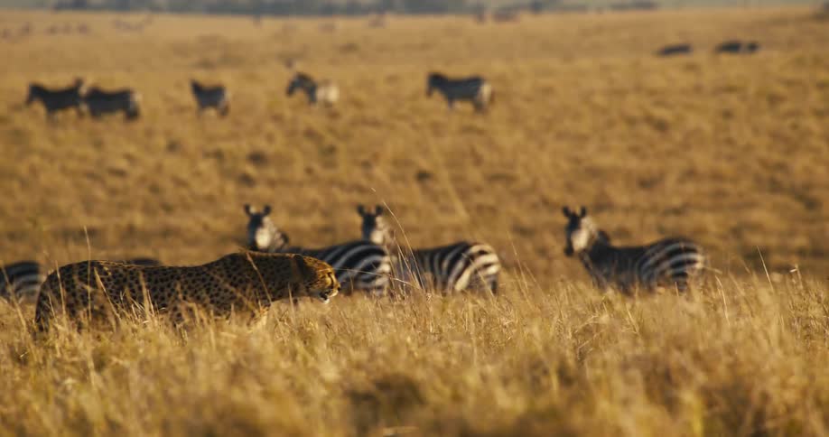 A solitary cheetah stalks through the golden savanna its keen eyes fixed on a herd of zebras grazing in the distance