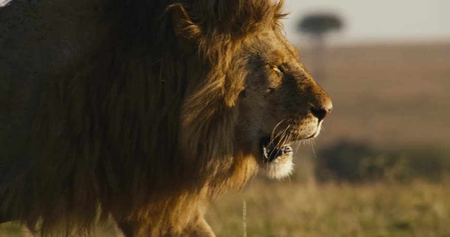 A lion is walking on the field