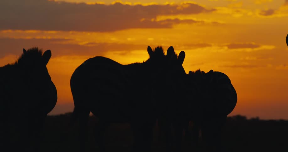 A herd of zebra walk in the dark at sunrise