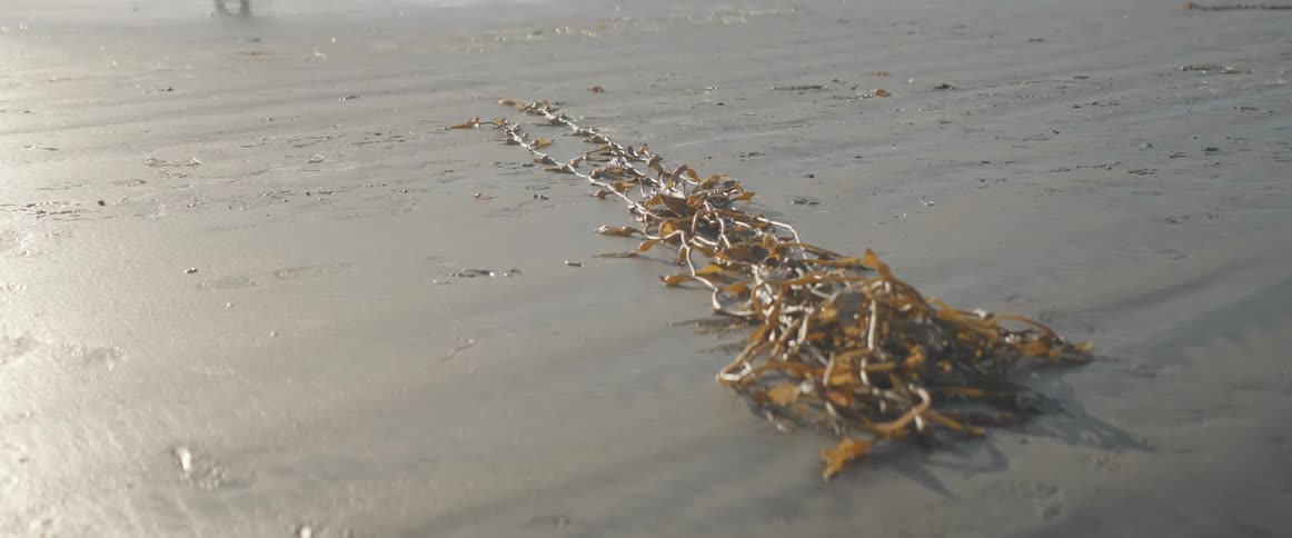 Long piece of seaweed laying on wet sand near shoreline