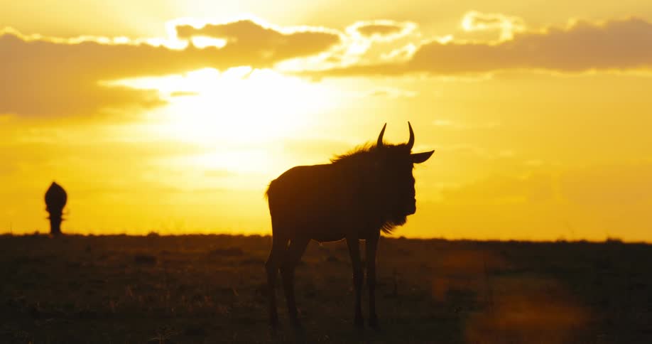 Animals stand in the dark at sunrise