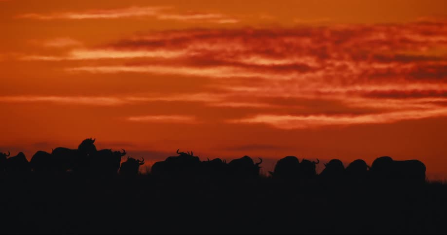 Silhouette of wild animals on a plain against a reddish sky