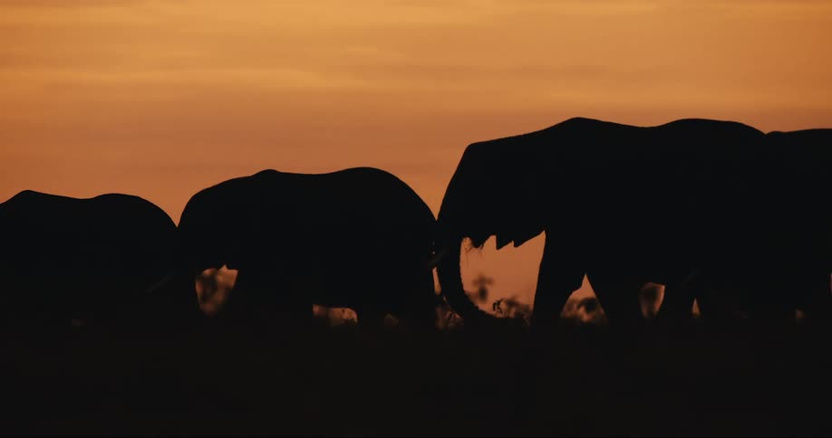A silhouette of a family of elephants walking through the african savanna at sunset