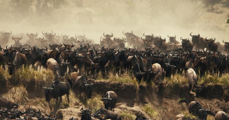 The great migration with a massive herd of wildebeest surging across the african savanna kicking up a cloud of dust as they move in unison