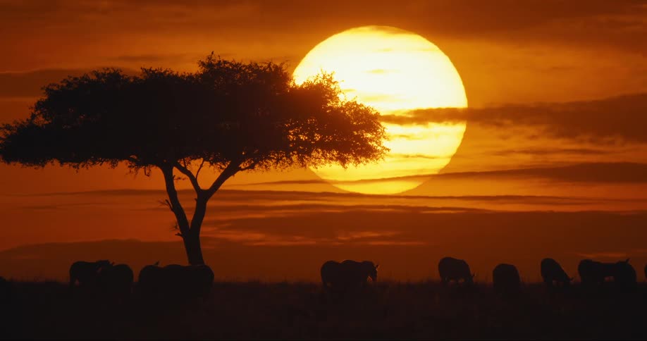 An african sunset with a large orange sun a lone acacia tree silhouetted against the sky and a herd of zebras grazing in the distance