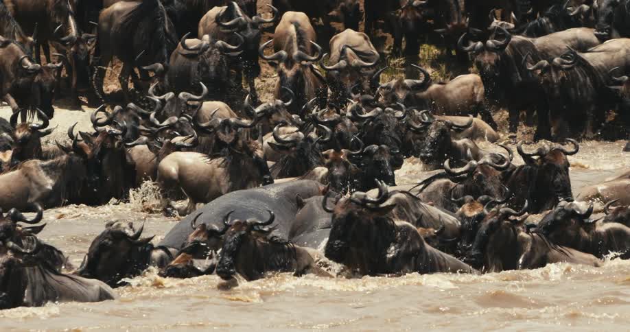 A herd of wildebeest enter the water