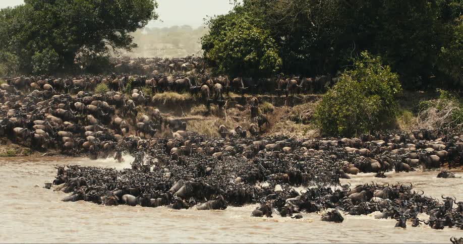 Huge group of wildebeest crossing a river in the jungle